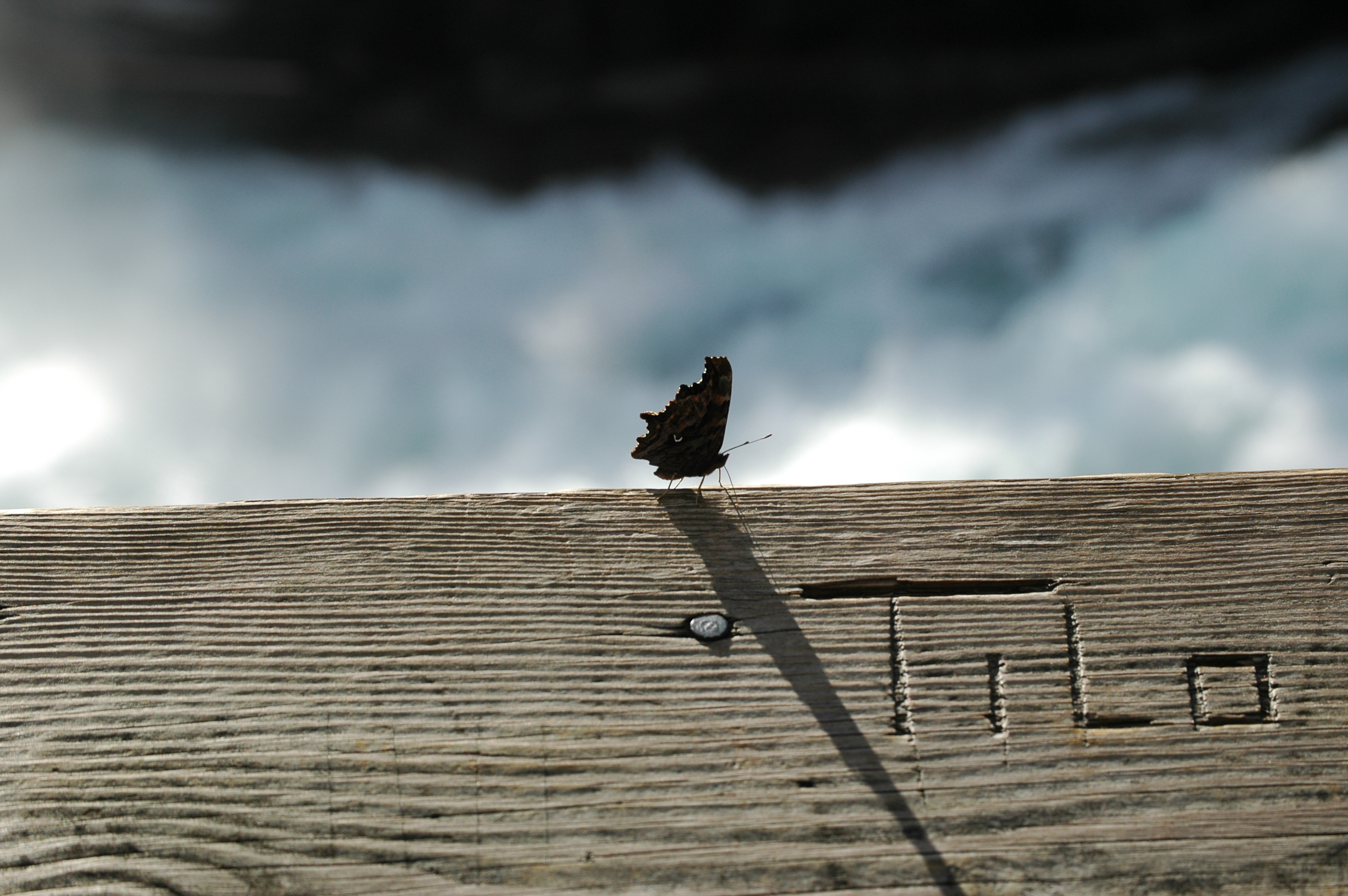 photos/wildlife/Invertebrate_Species/Canada/Canada 2007 297.jpg